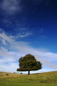 "Landscape" di Ian Robins